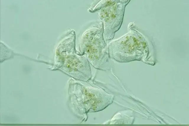你知道污水处理菌种都有哪些吗？